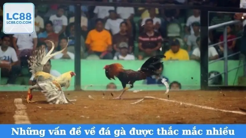 Những vấn đề về đá gà được thắc mắc nhiều nhất